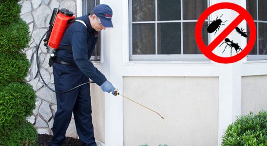 Kemeraltı Pire İlaçlama böcek ilaçlama ve haşere kontrolü — ilaclama-tr.com